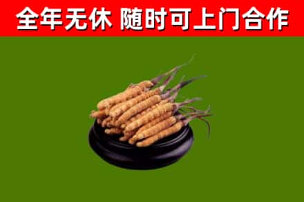 石首烟酒回收冬虫夏草.jpg